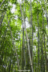 bamboo forest