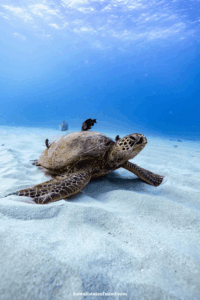 best time to snorkel in hawaii