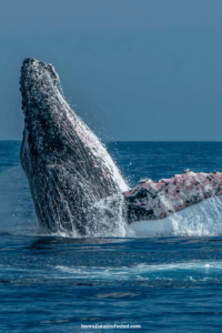 things to do in maui whale watching