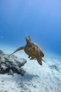 turtles in maui hawaii