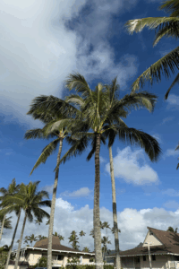 what is the cheapest time to travel to hawaii